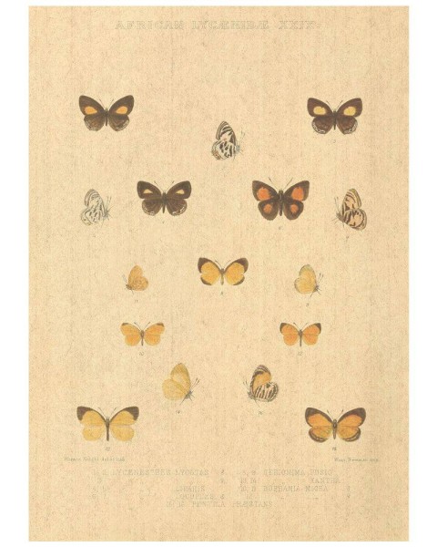 Flax Art Poster | Encyclopedia Butterfly C | FWP-AP-EN2C